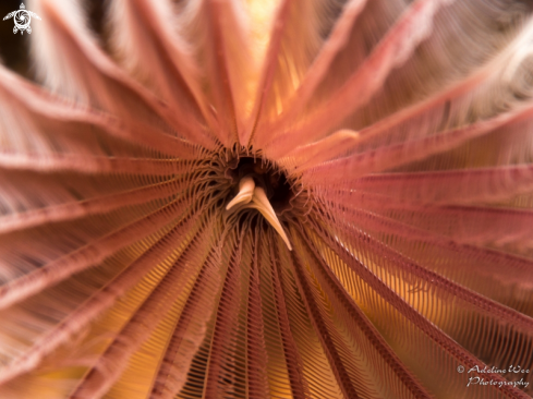 A Feather duster worm