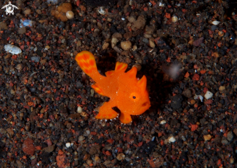 A Frog Fish