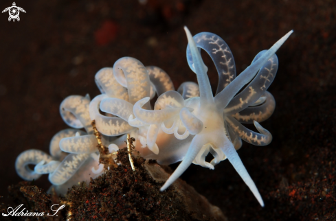 A Phyllodesmium iriomotense | Nudibranch