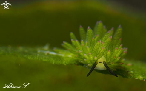 A Nudibranch