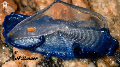 A Velella velella | Barque de la Saint-Jean