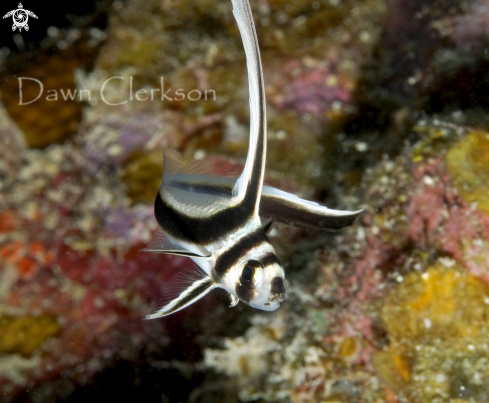 A Equetus punctatus | Spotted Drum