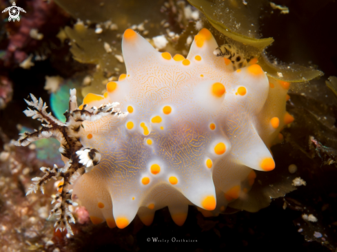 A Nudibranch