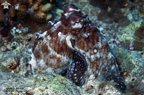 A Octopus 