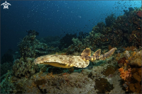 A Orectolobus maculatus | Wobbegong