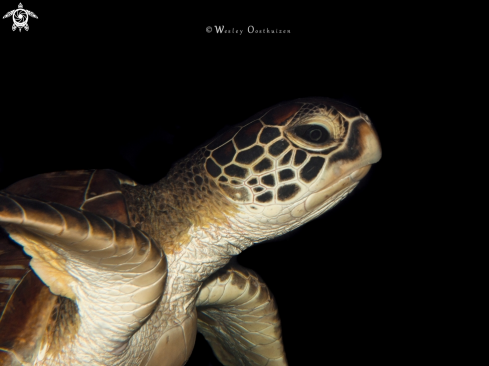 A Chelonia mydas | Green sea turtle