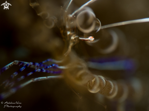 A Pederson cleaner shrimp