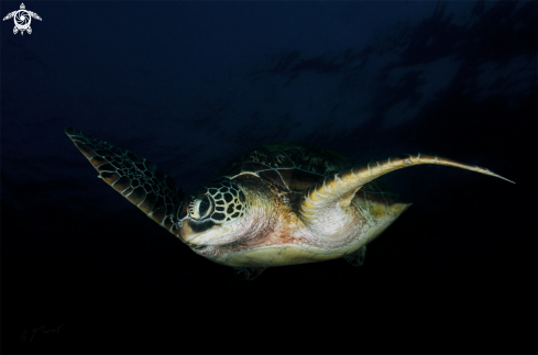 A Green turtle