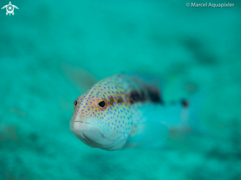 A Plectropomus pessuliferus | Grouper