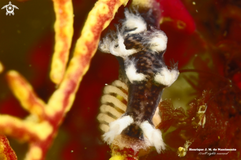 A Tritonia nilsodhneri  | Nudibranch