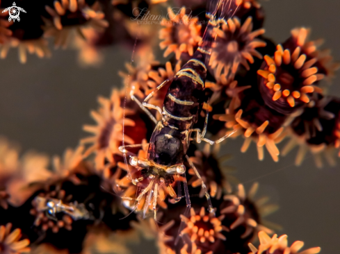 A Chocolate Shrimp