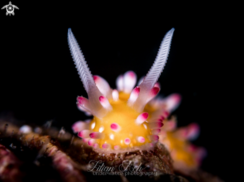 A Cadlinella ornatissima | Nudibranch