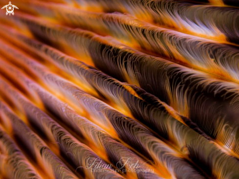 A Tube Worm