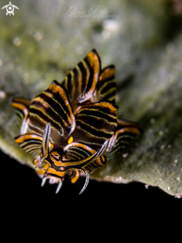 A Cyerce nigra | Tiger butterfly seaslug