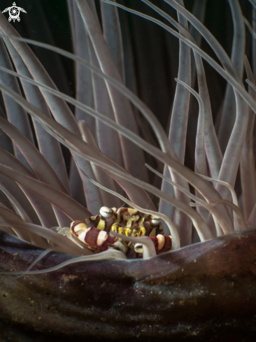 A Harlequin crab