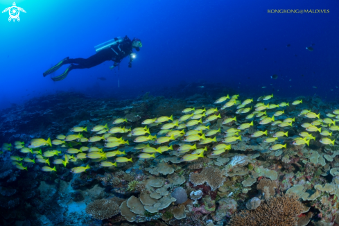 A Yellow snappers