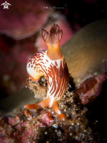 A Nembrotha lineolata | Nudibranch