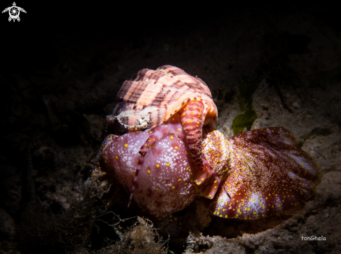 A Harpa sp. | Harp Snail