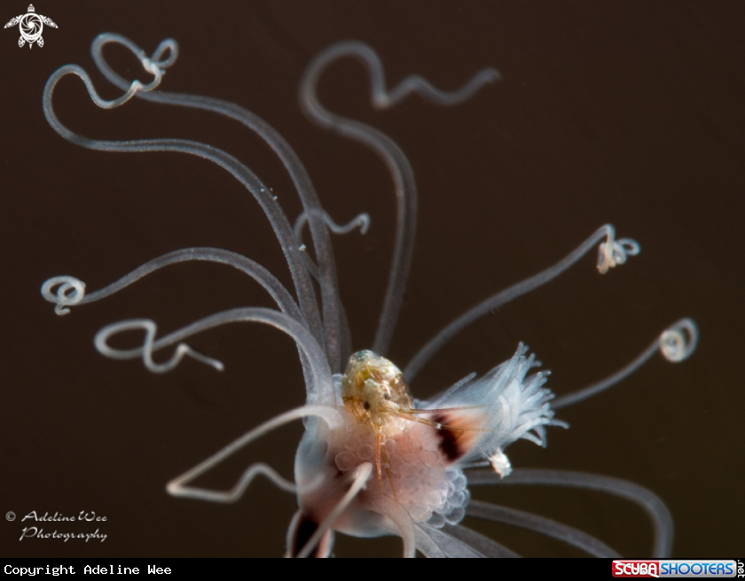 A Amphipod & Solitary Gorgonian hydroid