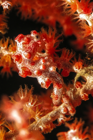 A Pygmy Seahorse