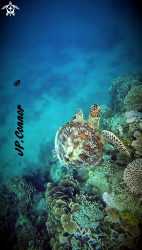 A Chelonia mydas | Tortue verte 