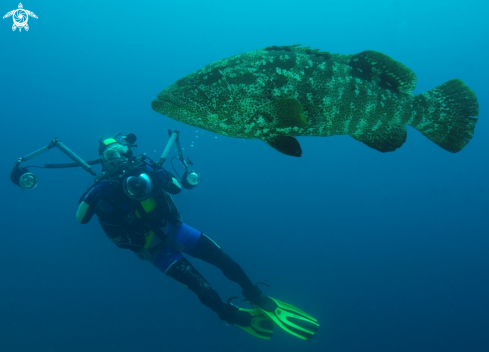 A grouper