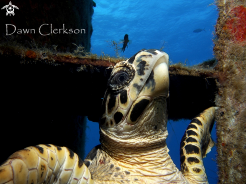 A Hawksbill Turtle