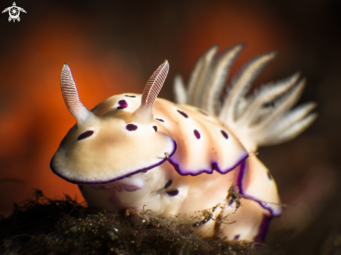 A Nudibranch