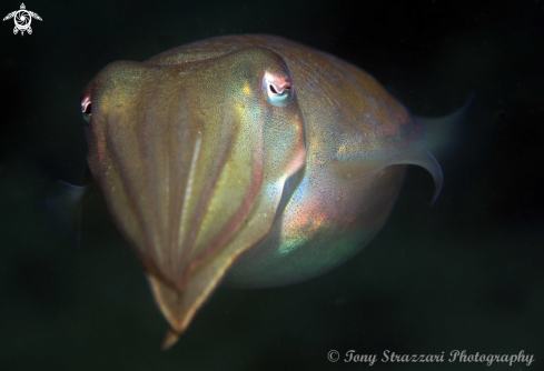 A Mourning cuttle