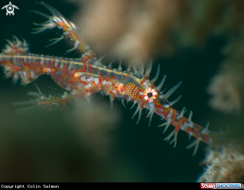 A Ornate ghost pipefish