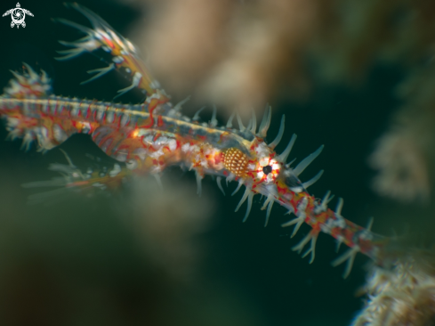 A Ornate ghost pipefish