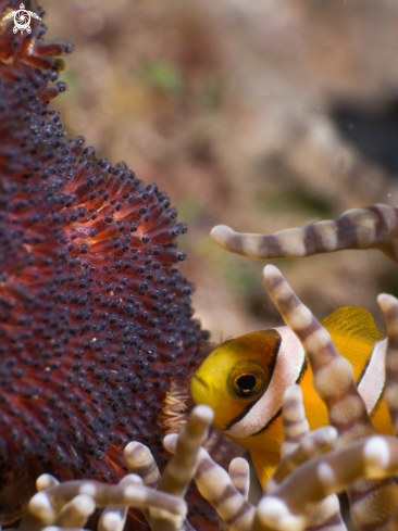 A Amphiprion percula | Orange clownfish