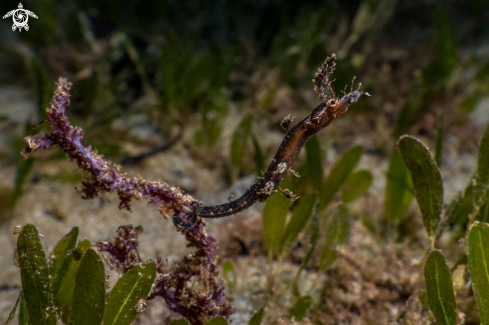 A Acentronura dendritica | Pipehorse