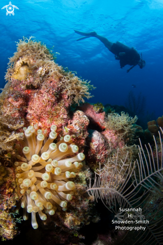 A Giant Anenome