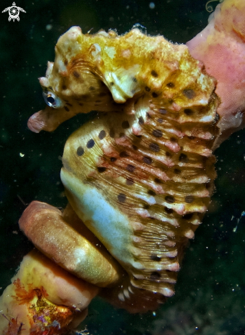 A Big Bellied Seahorse