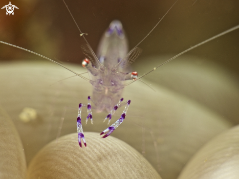 A anemon shrimp