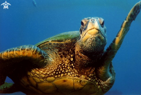 A Green Sea Turtle