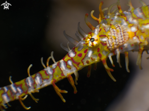 A Solenostomus paradoxus | Ornate ghost pipefish