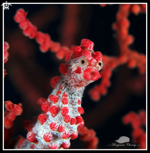 A hippocampus bargibanti | Bargibanti's Pygmy Seahorse