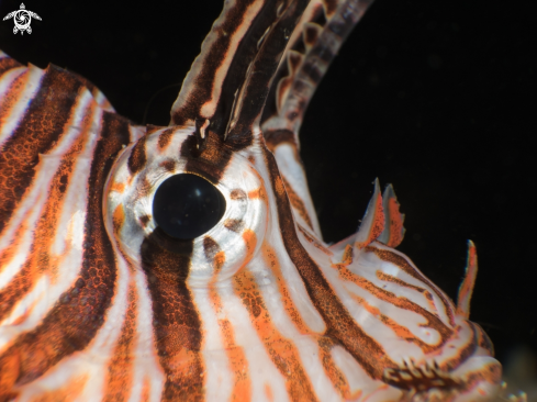 A Pterois antennata | Lionfish