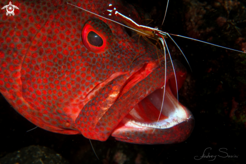 A Grouper with shrimp