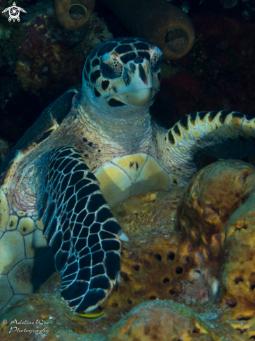 A Eretmochelys imbricata | Hawksbill turtle