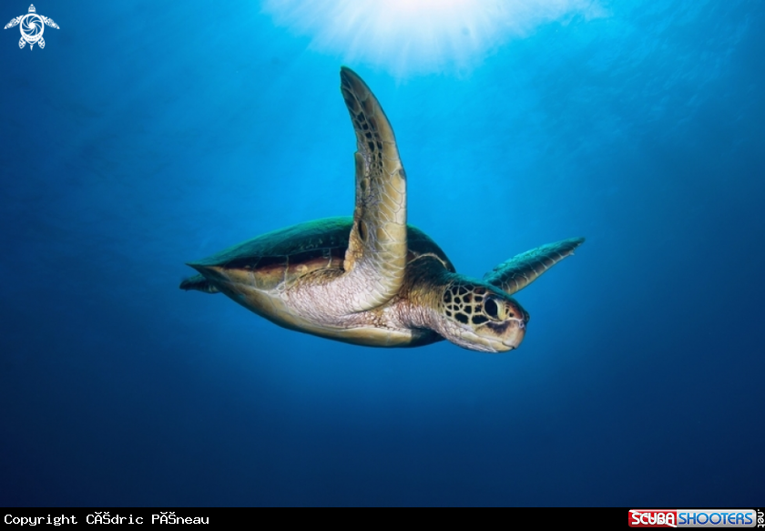 A green turtle