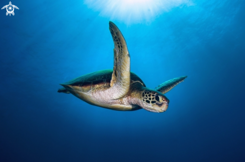 A Chelonia mydas | green turtle