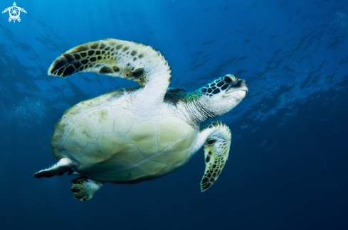 A Chelonia mydas | green turtle