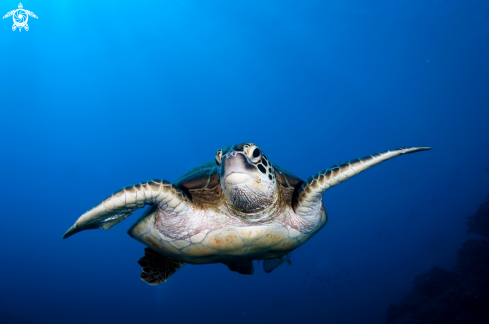 A Chelonia mydas | green turtle