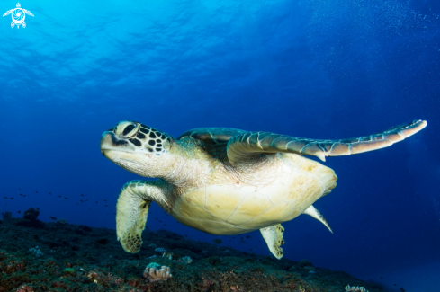 A green turtle