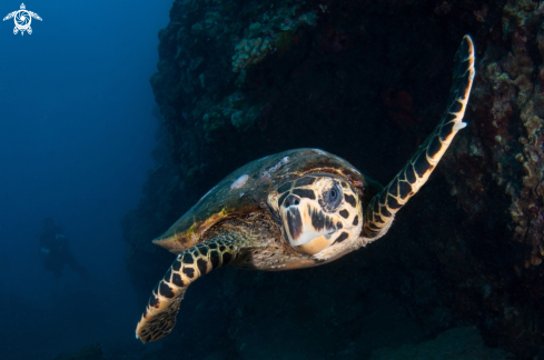 A hawksbill  turtle