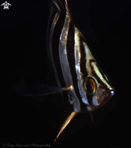 A Enoplosus armatus | Old wife