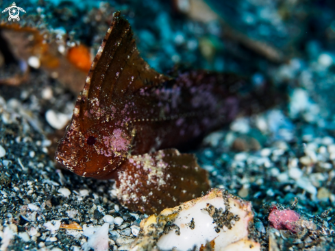 A Ablabys macracanthus | Spiny Waspfish